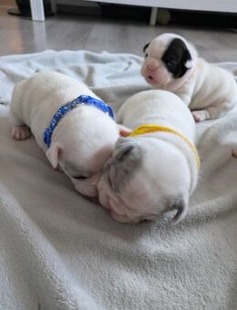 3 Französische Bulldoggenen Mädchen - Bönnigheim