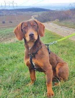 Balou möchte gern spielen und toben - Schwarmstedt