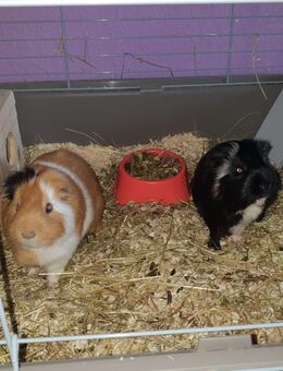 Die zwei Meerschweinchen suchen ein neues Zuhause - Kirchenlamitz