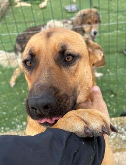 Gagci noch immer Heimatlos - Bad Vilbel