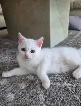 Weibliche katzenbaby - Berlin