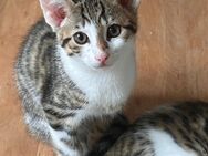 1 katzenbaby - Ludwigsburg