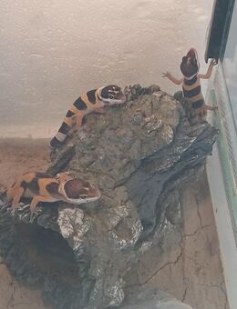 Reptilien, Leopardengeckos, Babys - Marl (Nordrhein-Westfalen)