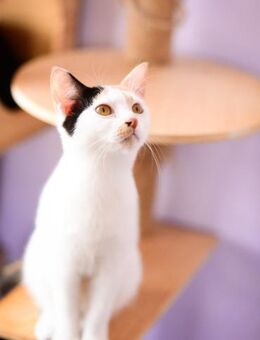 Daisy aus dem Tierschutz - Grevenbroich