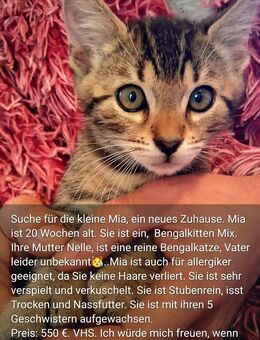 Bengalkitten Mix - Reilingen