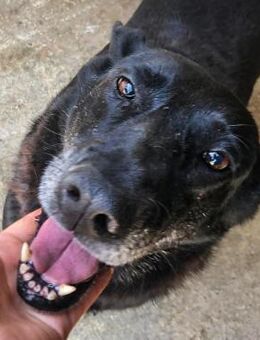 Violeta - Wunderschöne Schnute - Obertshausen