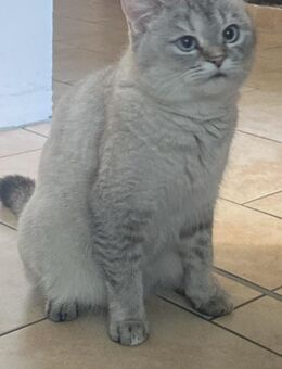 Britisch kurzhaar Mädchen - Warendorf