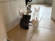 Hauskatze - Langenfeld (Rheinland)