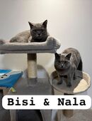 BKH Mutti + Kitte (grau) in 45472