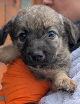 Welpe 27B noch ohne Namen - Kallmünz