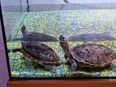 Wasserschildkröten in 37619