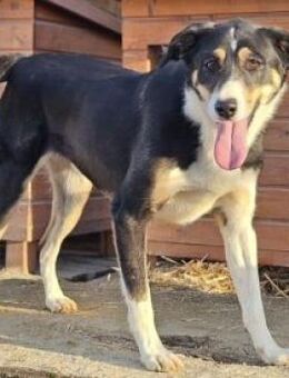 ALVARO 52 cm - Alpenrod