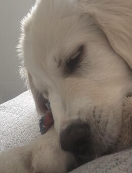 Pyranäen Welpe - Bremen