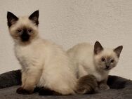 2 Siam Kitten - Pfullendorf