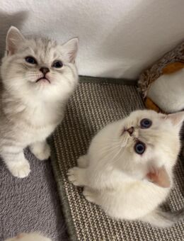 Britisch Kurzhaar Kitten – Silber & Weiß – Geboren am 10.09.2025 – Abgabe ab 03.12.2025 – Hobbyzucht - Mölln (Schleswig-Holstein)