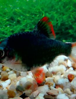 Moosbarben - Hohenroth