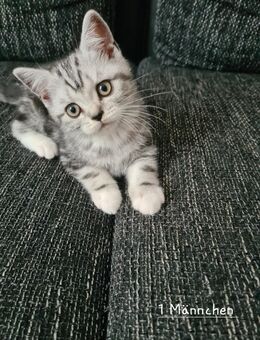 Süße Kitten wiskasart - Alsdorf (Nordrhein-Westfalen)