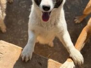 Lucky, bildschöne Husky-Mix Hündin - Köln
