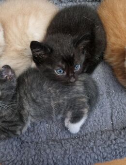 Siam-Thai-Perser Katzenmix - Brahlstorf