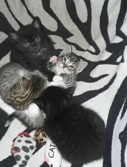 Kitten ab 12 Wochen abzugeben - Meuselwitz