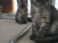 Britisch kurzhaar kitten - Bremen