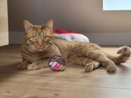 Kater mit speziellem Verhalten in erfahrene Hände abzugeben - Aachen