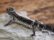 Leopardgecko Weibchen Black Night Mack Snow mix 0. 1 aus eigener Zucht - Bonn Friesdorf