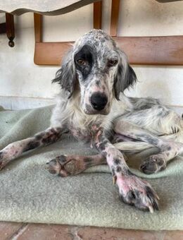 TITI 💚💚💚 Paten gesucht - Herxheim (Landau)