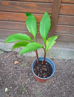 Rohrpflanze canna im Topf gesund - Berlin Friedrichshain-Kreuzberg