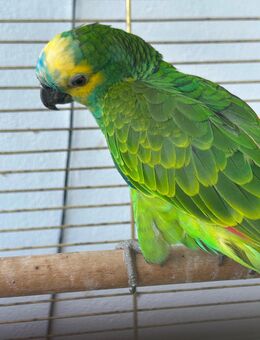 Weibliche Amazone gesucht - Dortmund