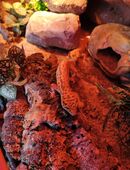 2 Geckos mit Terrarium und Zubehör in 27442