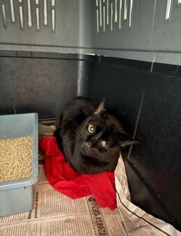 Dylan aus dem Tierschutz - Grevenbroich