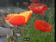 Klatschmohn (Papaver rhoeas), Mohn, leuchtend rot - Horgenzell