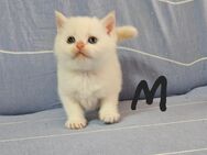 BKH/BLH Kitten wollen sich vorstellen - Berlin Mitte