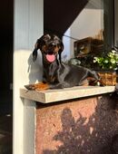 Dackel Dame in 99091