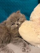 Britisch langhaar Mädchen in 47167