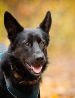 Arlo hofft auf Hilfe - Neuss