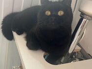 2 Jahre alte Britisch Langhaar katze, Mit allem Zubehör - Mainz