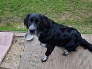 Border Labrador Mischling - Ochtrup Zentrum