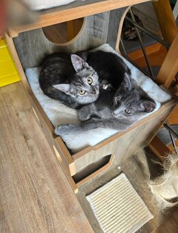 Maincoon Mix Kitten suchen ein Zuhause - Siegburg