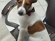 Hallo ich bin Muffin ein kleiner Fox Terrier Welpe - Bernburg (Saale)