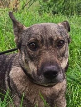 BRENDA ist traurig - Gefrees