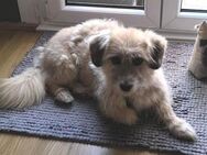 NALA ist ein absoluter Traumhund - Hof