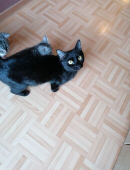 Katze schwarz - Hanau (Brüder-Grimm-Stadt)