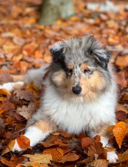 Collie Welpe, 3,5 Monate alt, sucht liebevolles Zuhause 🐾 - Dallgow-Döberitz