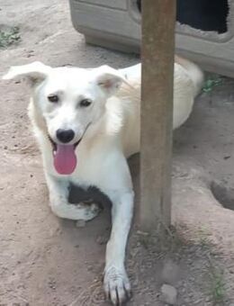 Ettore - braver Labbi-Mix sucht Familie - Wedel