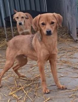 Liebenswerer Dorko sucht euch - Olsberg