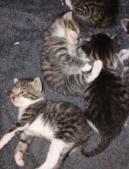 Katzenbabys abzugeben 🐯 - Hennstedt (Landkreis Dithmarschen)