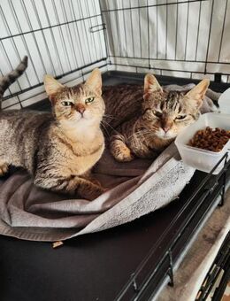 Laura und Dora aus dem Tierschutz - Grevenbroich