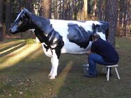 Melkkuh lebensgroß Holstein Friesian lebensgroß 3D Modell rechts links oder gerad aussehend ... Ihre Kaufentscheidung ... - Heidesee